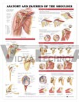 Anatomy and Injuries of the Shoulder Anatomical Chart